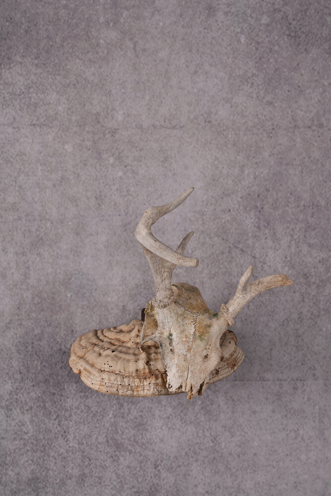 Whitetail Skull Display SKU 2448