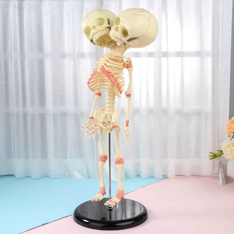 37cm Human Double for Head Baby Skull Skeleton Anatomy Display Study Teach