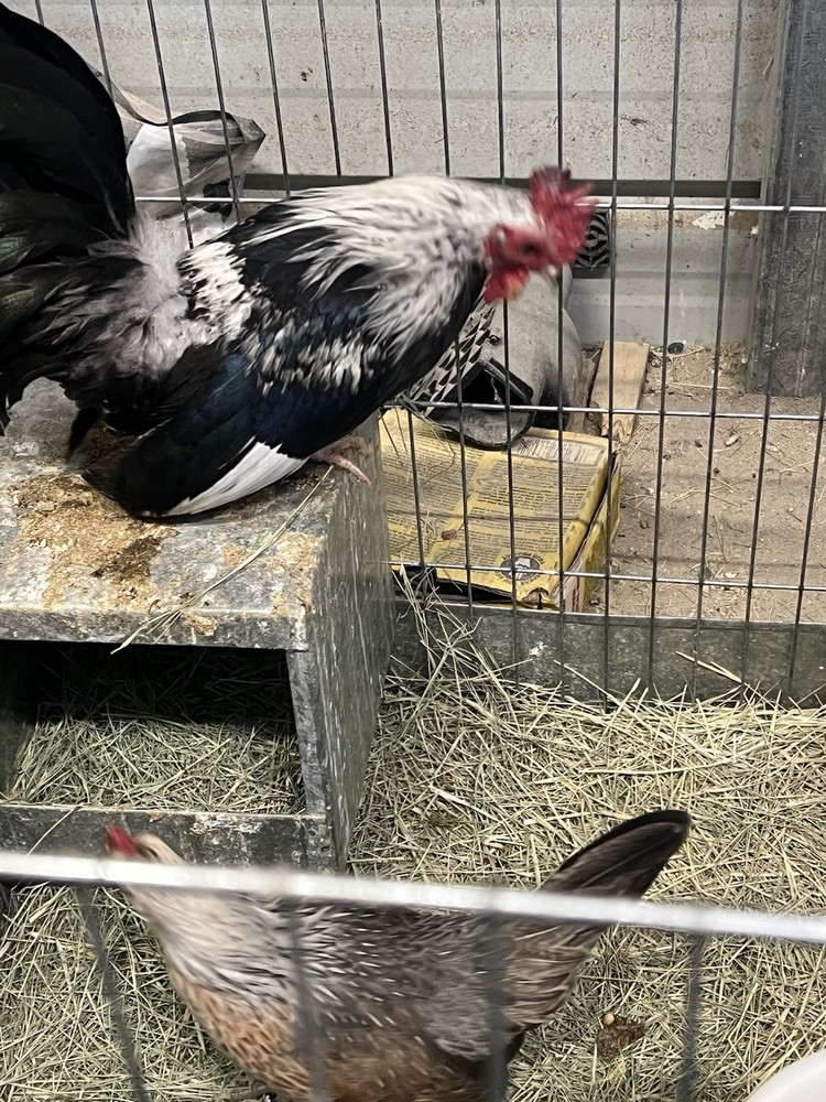 6++ Serama Hatching Eggs