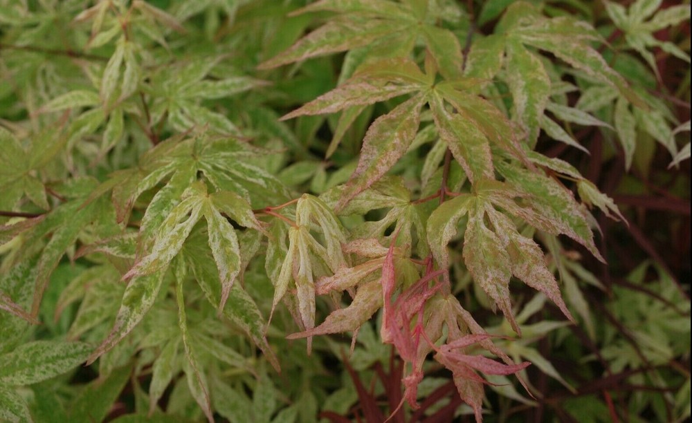 Japanese Maple UKIGUMO TREE