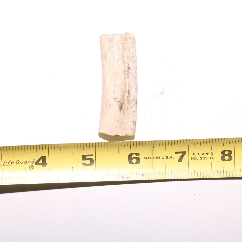 Small Dinosaur Rib Partial - Authentic Fossil Hell Creek Formation Cretaceous
