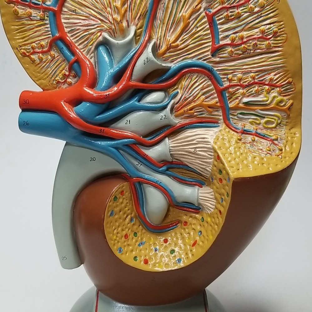 Human Kidney Model