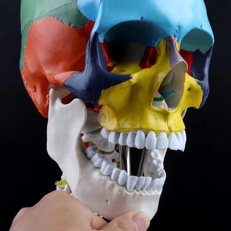 Life Size Anatomical Human Skull Model with Colored Bones Cervical Vertebra Base