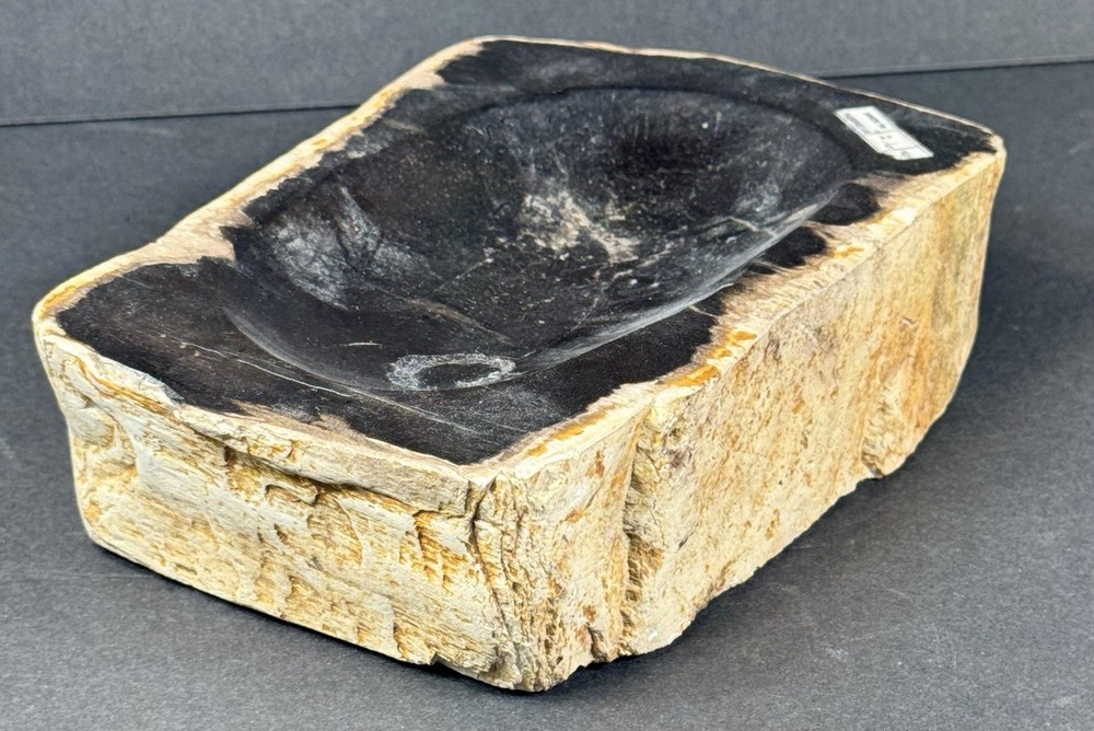 PETRIFIED WOOD Trinket Dish