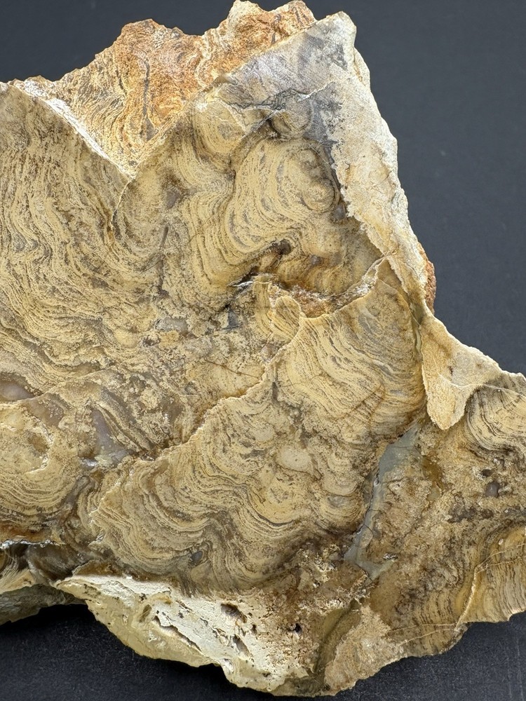 Stromatolite Slice/Polished- Chlorellopsis coloniata- Green River Formation- WY
