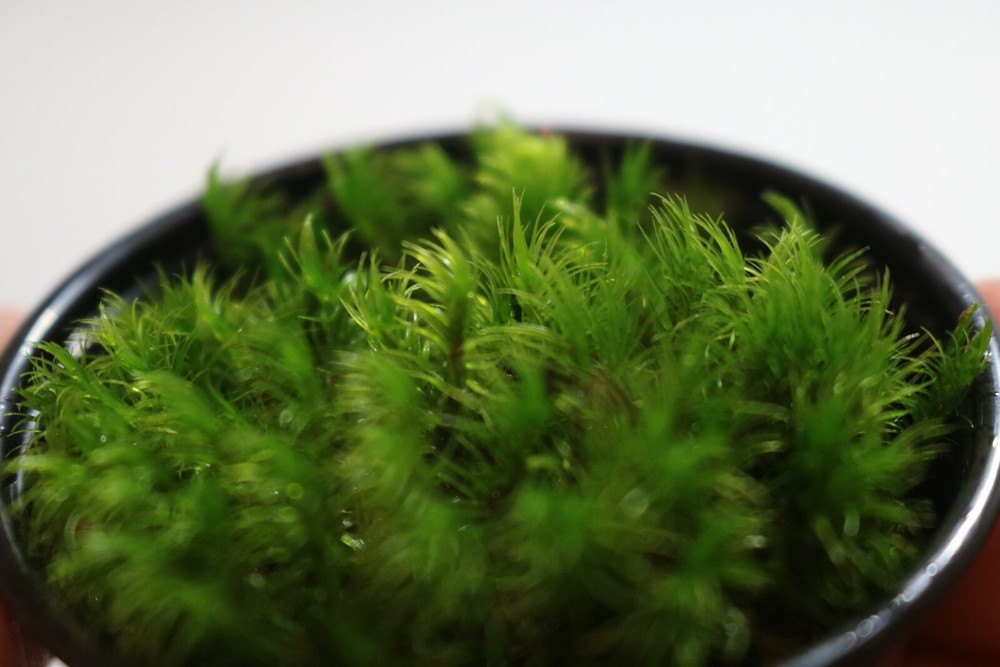 Bryophyta (thread moss)