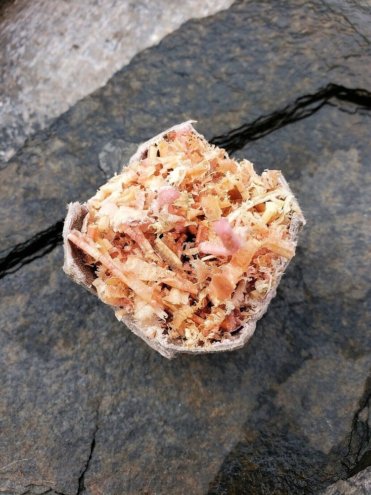 Fire Starter Egg [2-Pk]