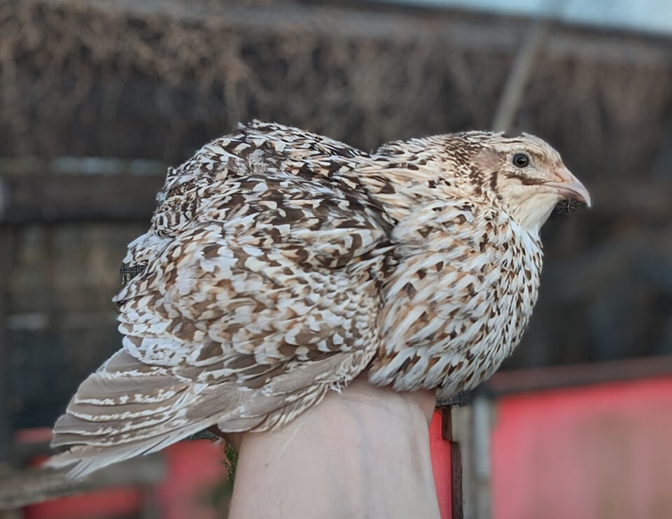 35 +extras Coturnix Quail Hatching Eggs NPIP Flock