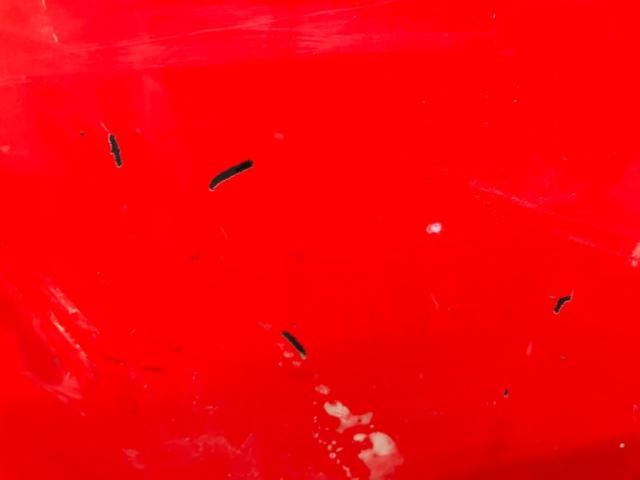 Freightliner CASCADIA Right/Passenger Sleeper Door - Used