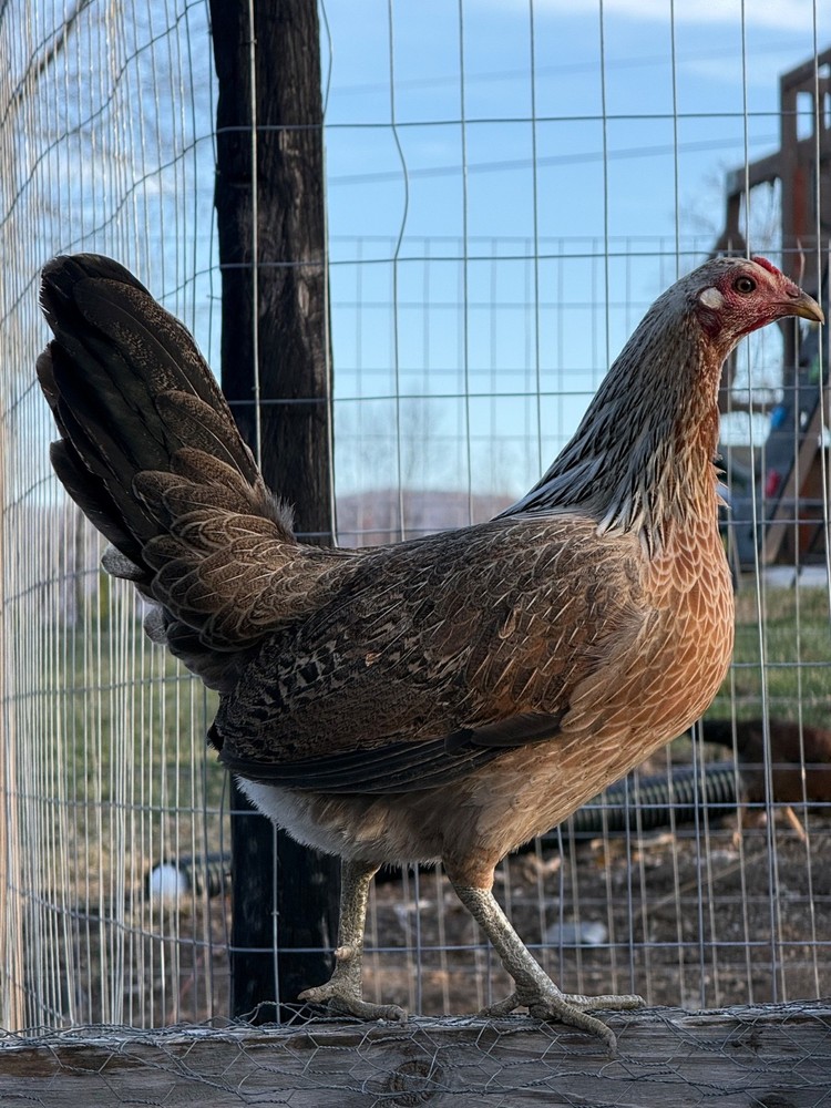 10+ Pure Harold Brown Grey Chicken Eggs