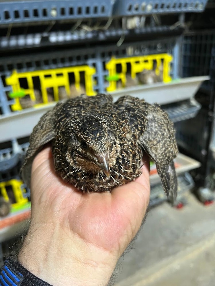 German Chocolate Pansy