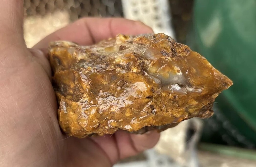 Silver Creek Junction Petrified Wood