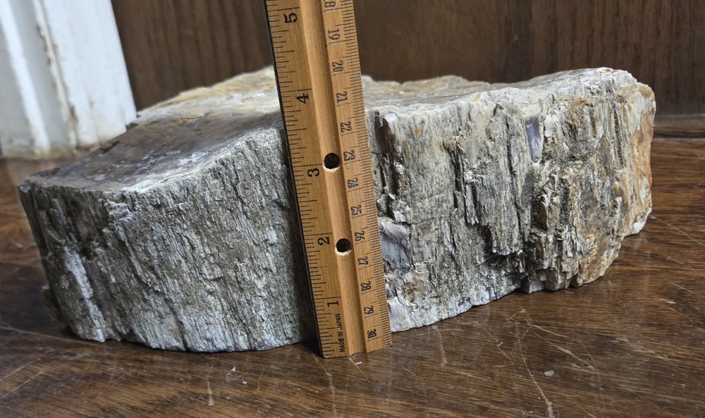 14+ Pounds Petrified Wood
