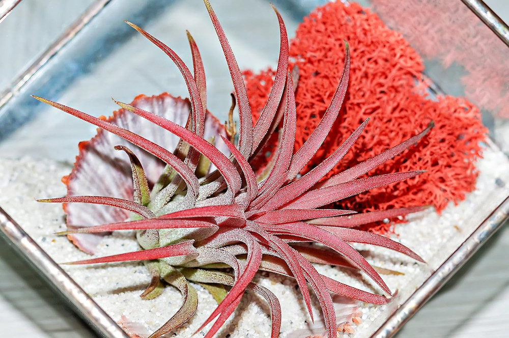 ML3020 Assorted Reindeer Moss, 3 Oz.