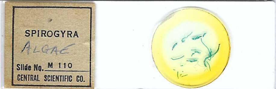 Spirogyra Microscope Slide