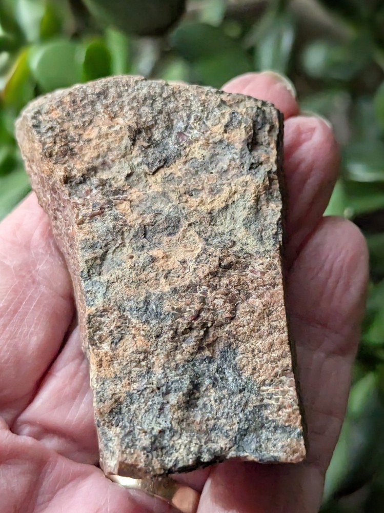 Dinosaur Bone * Polished * 3.4 oz. *