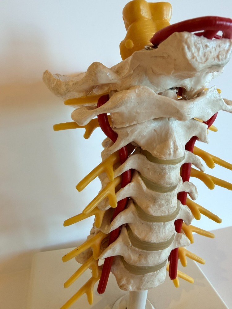Cervical Spine Model 1000144, A7, 3B Scientific