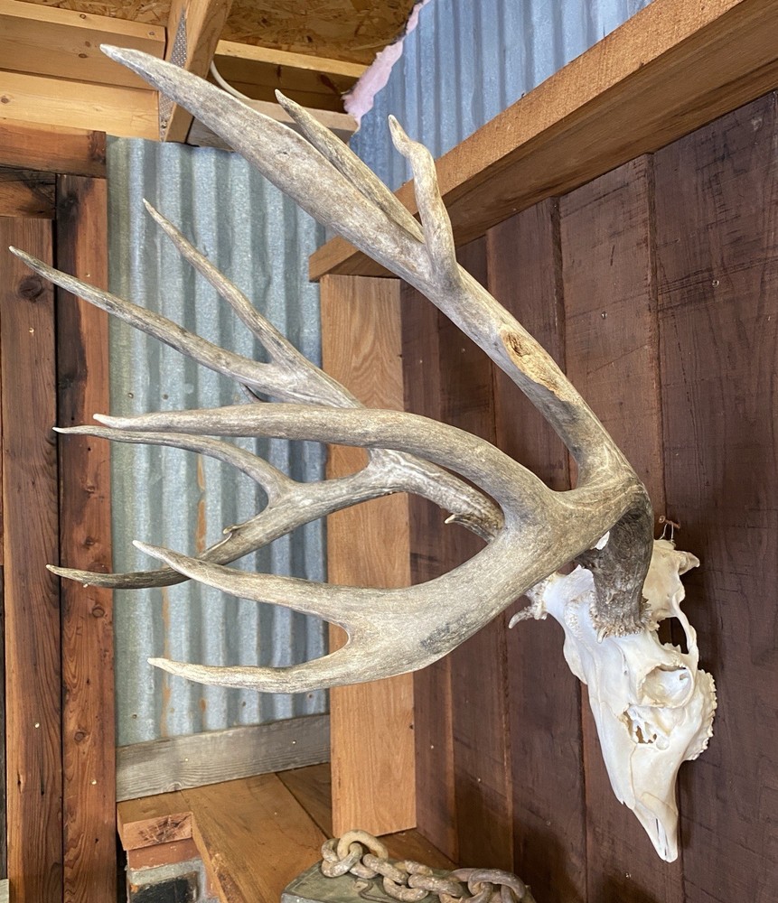 Mule Deer Rack ~ Antlers