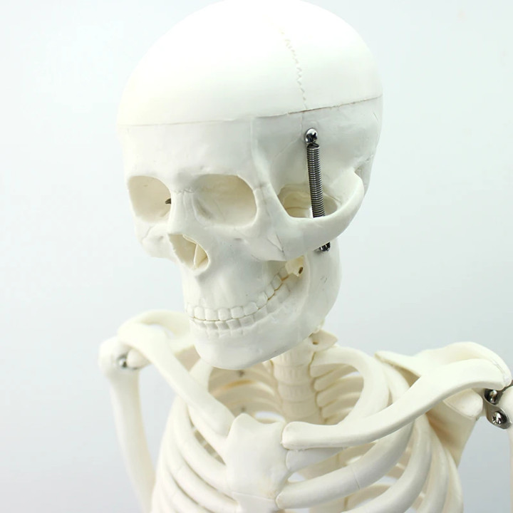 85 Cm Human Anatomical skeleton model