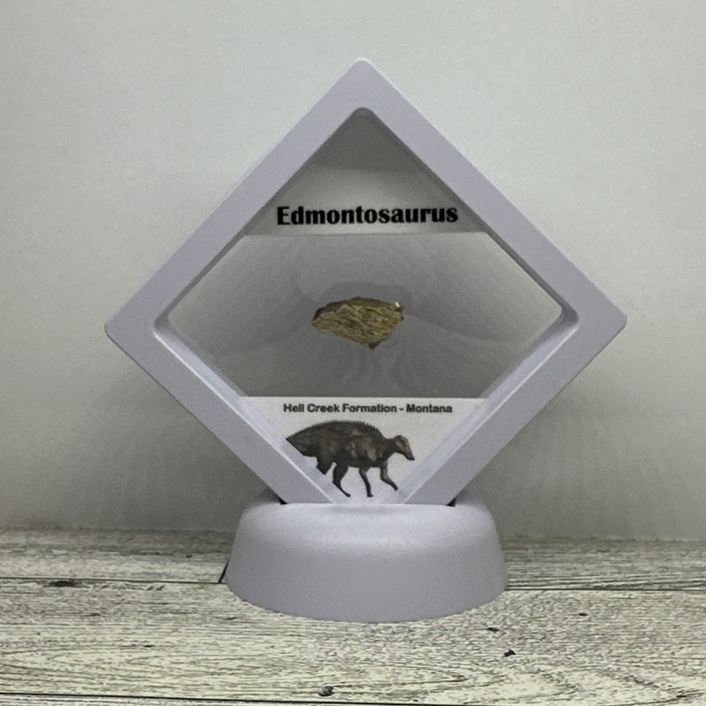 Edmontosaurus Extinct Dinosaur Bone Fossil with Display Case