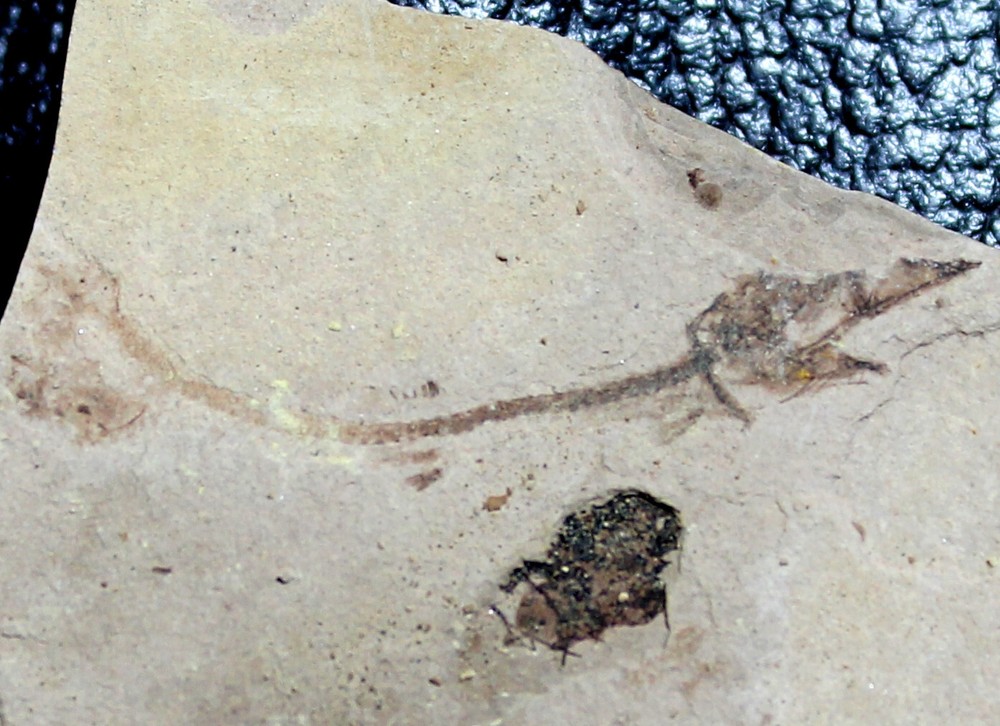 Oligocene fossil fish