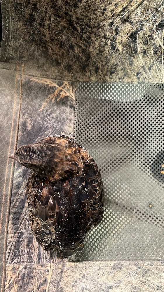 German Chocolate Pansy