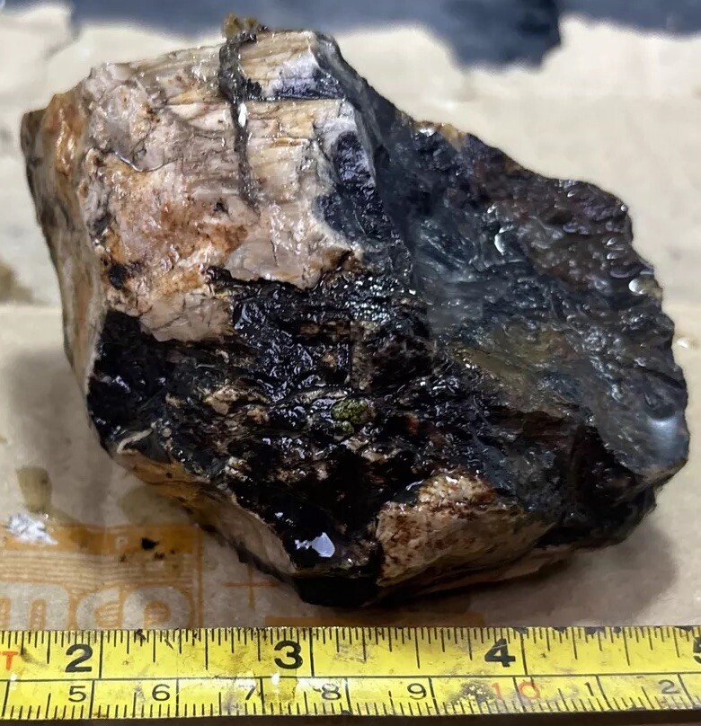 Colorful petrified wood