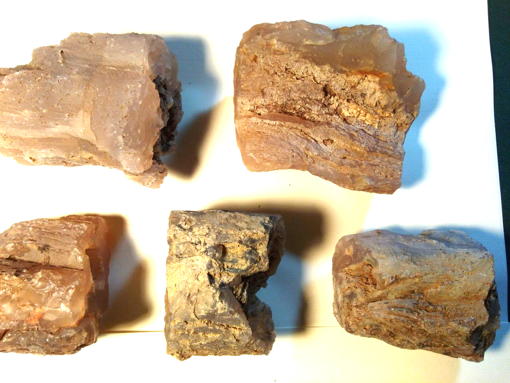 Petrified Wood Limb Casts- Over 8-1/2 lbs.