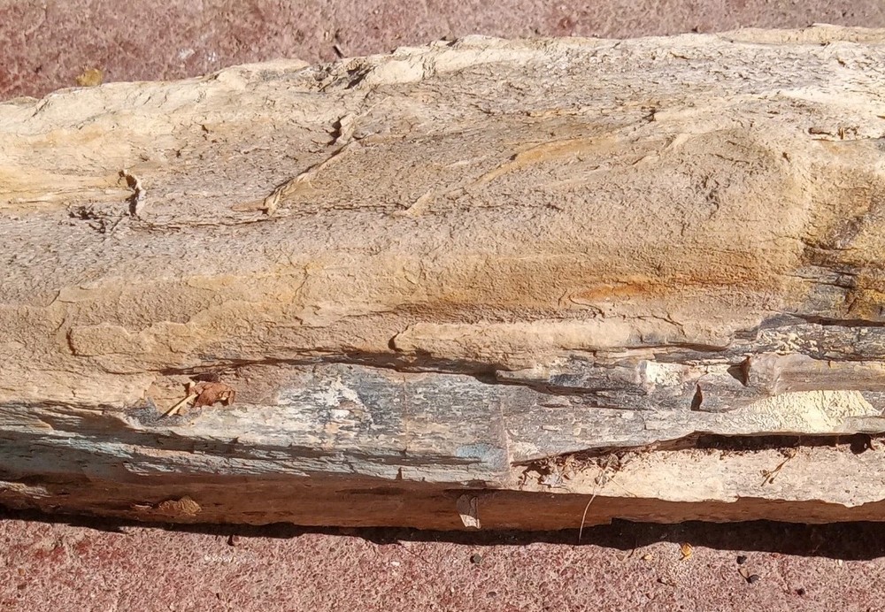 Petrified Wood Permineralized Rough 4 lbs+
