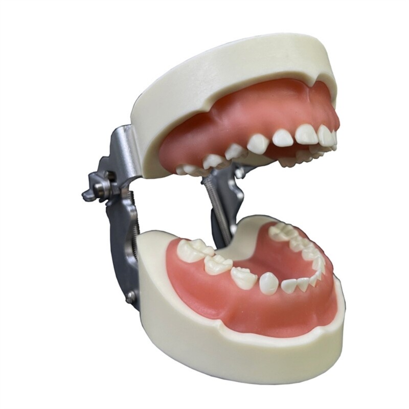 Kids Teeth Typodont Dental Implant Study Analysis Demonstration Teeth Model