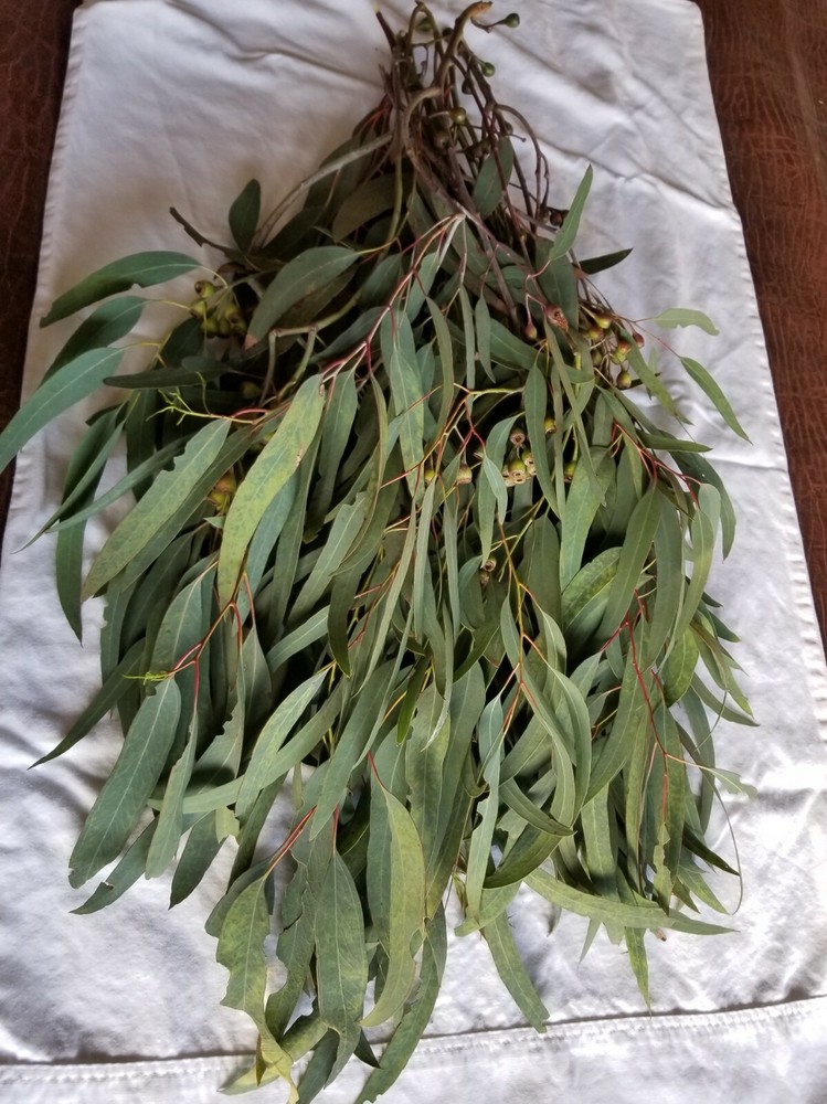 Organic Eucalyptus globulus fresh Leaves
