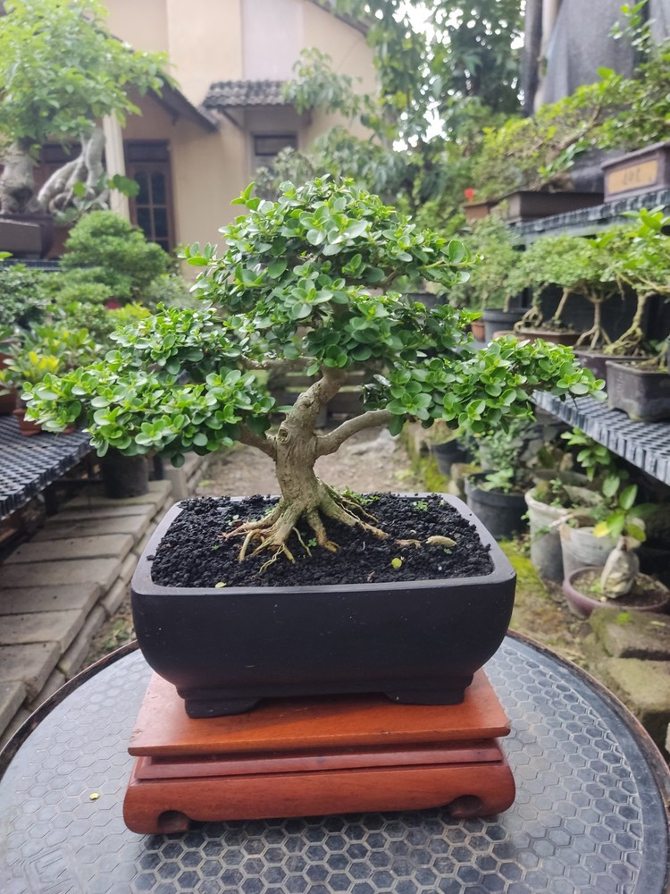 Premna Microphylla - Bonsai Tree Small Size