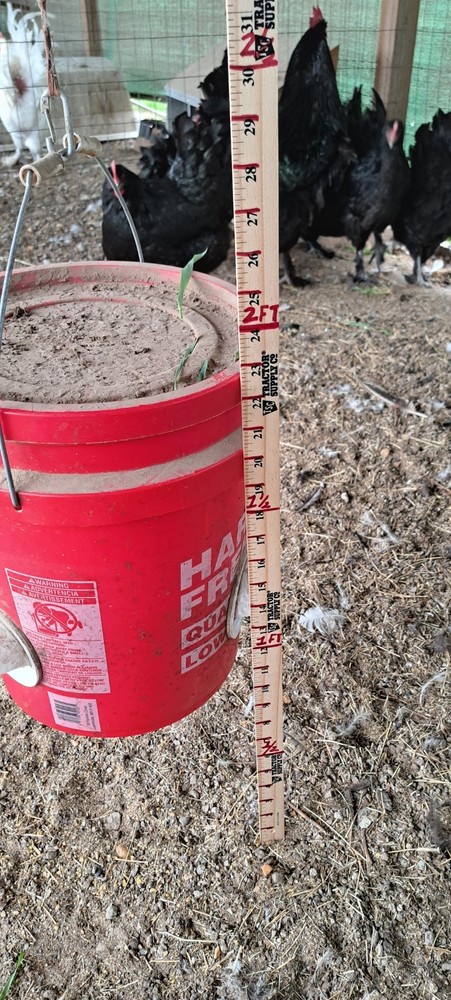 6 Croad Langshan Hatching Eggs (Black)