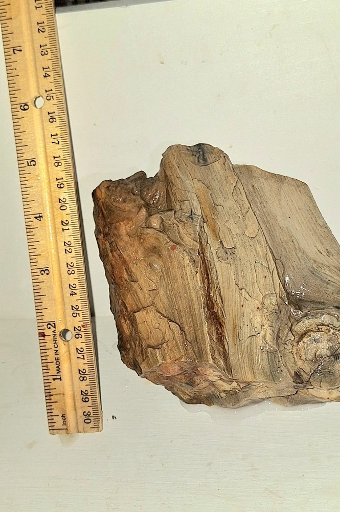 Petrified Wood