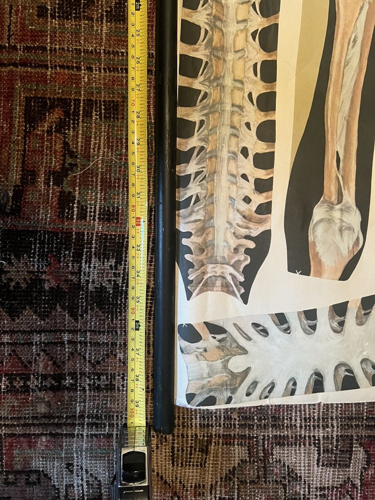 Pull Down Anatomical School Chart. Beautiful Colors! Original 1960s!