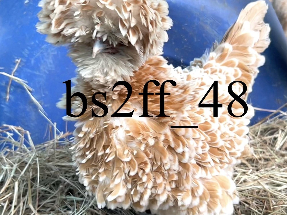 24+ Polish Hatching Eggs Variety Pack