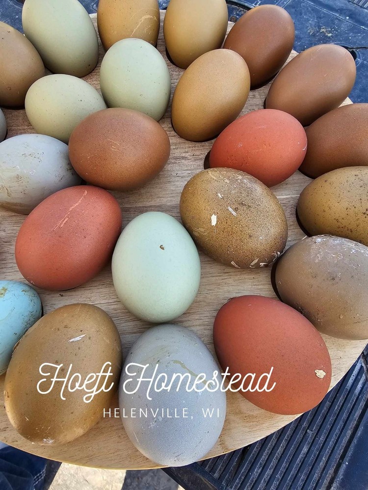 12+ Rainbow Egg Mix – Color-Packed Hatching Eggs