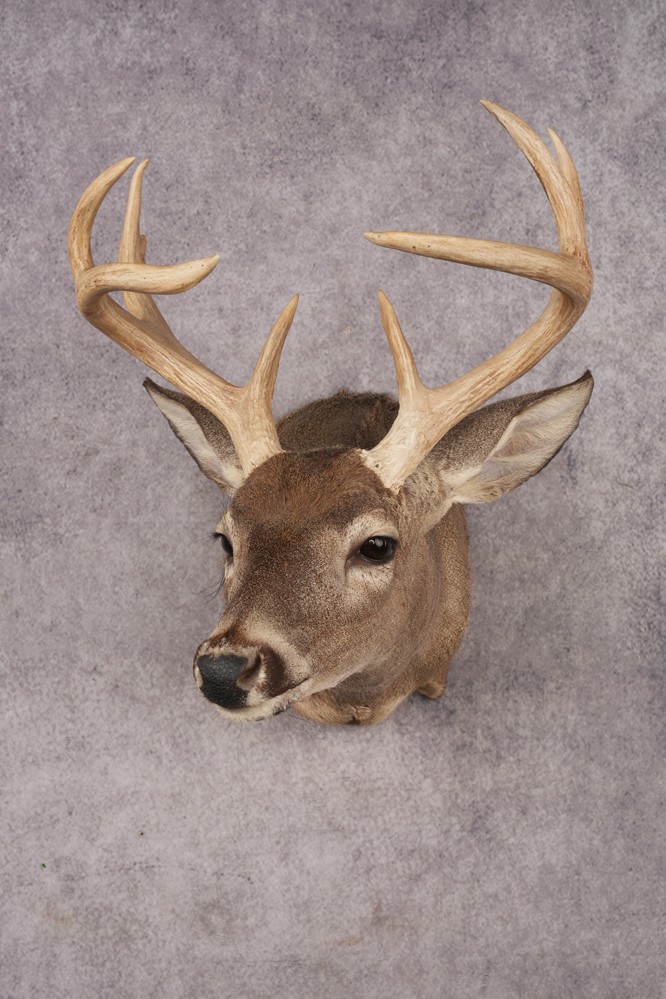 Coues Deer SKU 3219
