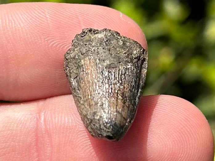 Fossil Crocodile Tooth Java Indonesia Croc Dinosaur Tooth Reptile Indonesian