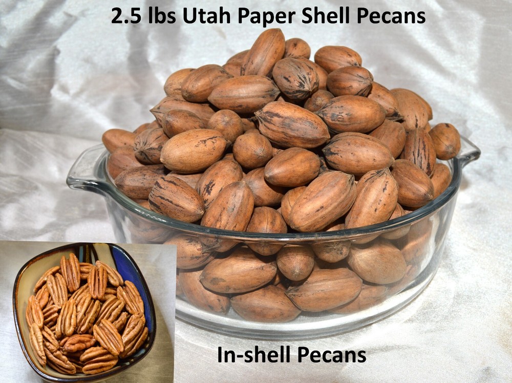 2.5 lbs Pecans In-Shell 2026 Crop Utah Grown Paper Shell Pecan Easy Cracking Nut