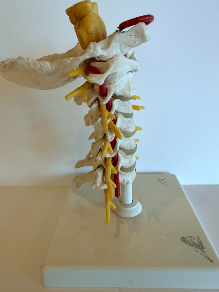 Cervical Spine Model 1000144, A7, 3B Scientific
