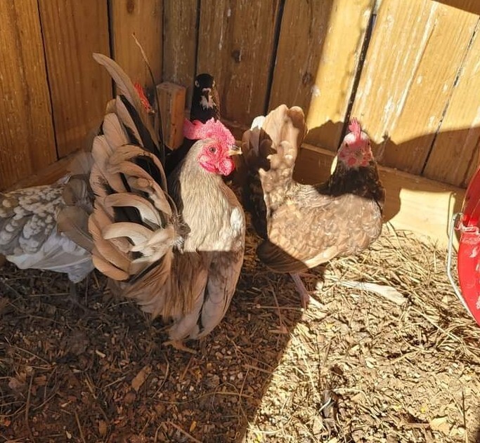 24+ Serama Bantam Hatching Eggs 4-H