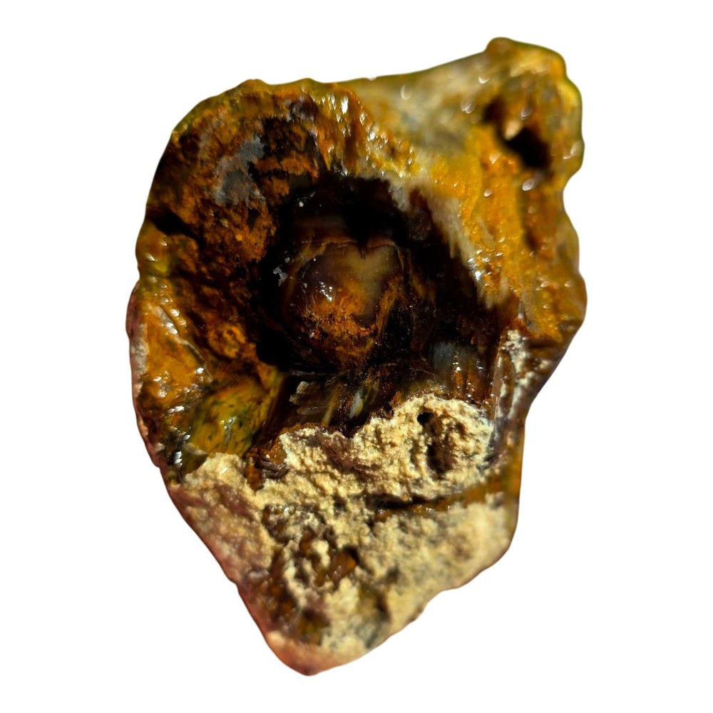 Pacific Northwest Petrified Wood Random Pull Saddle Mountain