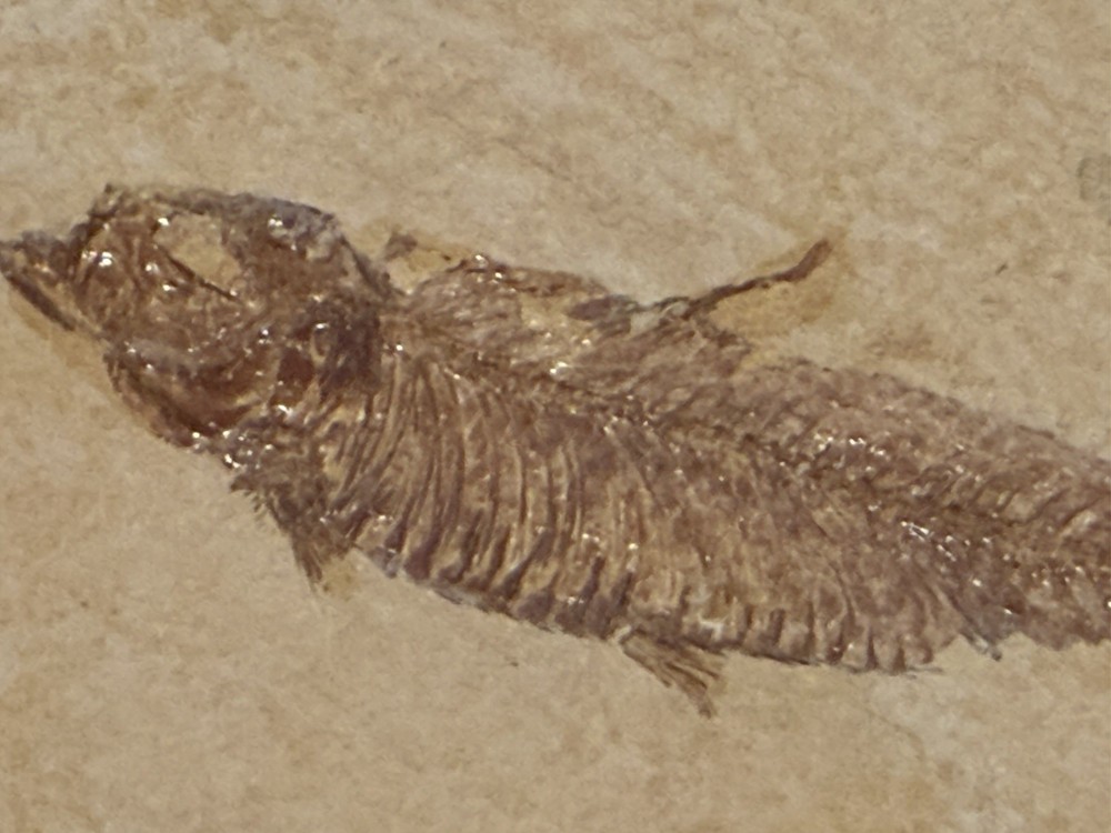 Fossil Fish