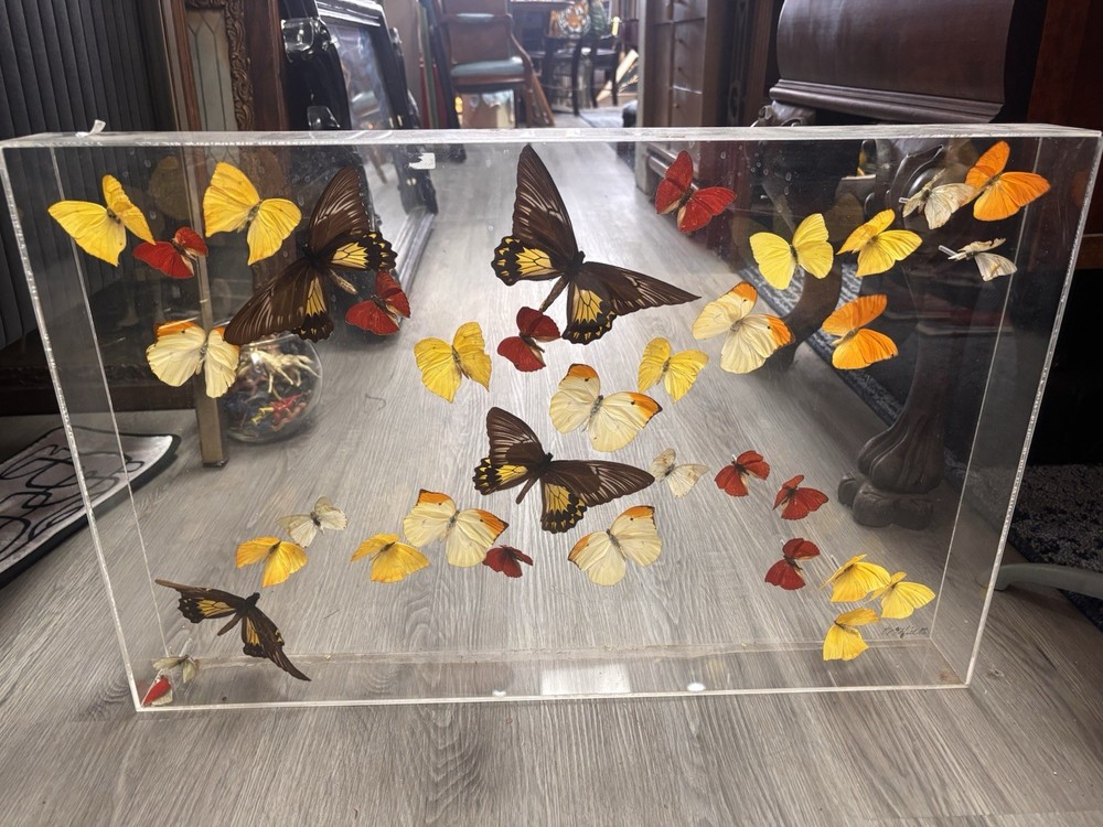M.Hill Butterfly Collection Taxidermy