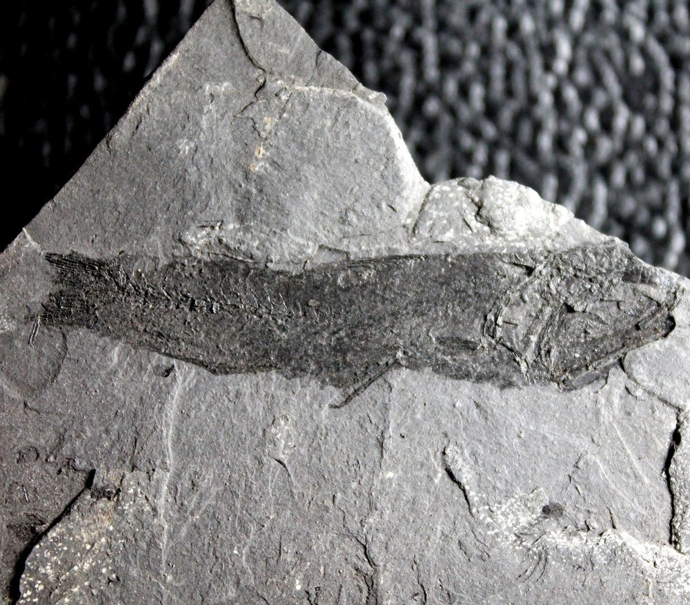 Protomyctophum sp - Nicely preserved fossil fish