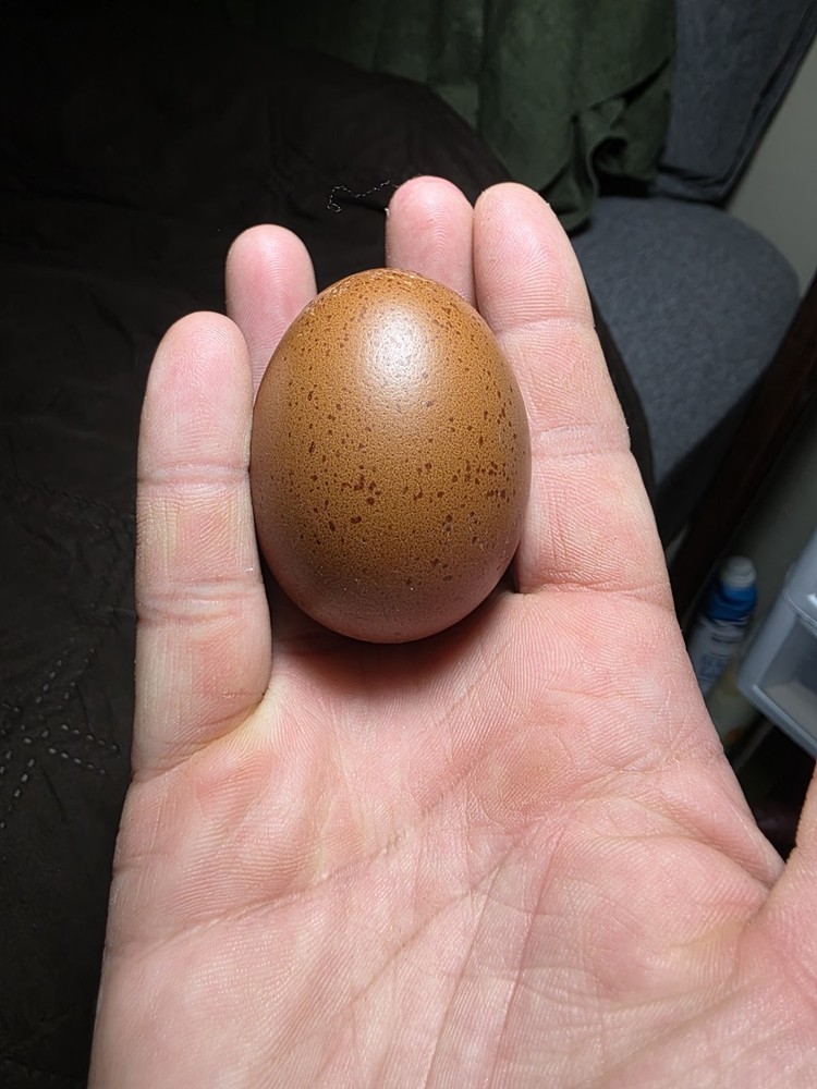 12+ *RARE* Dun Line Color Mudd Eggers! (Moss/Olive) Hatching Eggs!!