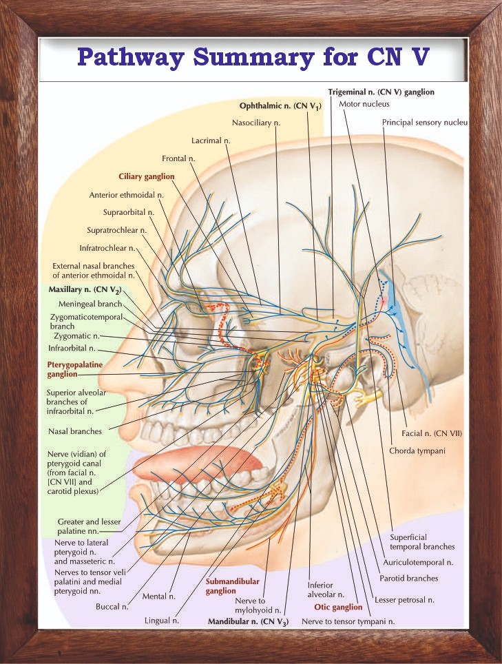 Pathway Summary for CN V Chart 12x18 inches