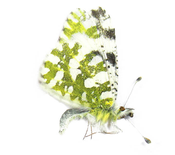 EUCHLOE LOTTA BELIOIDES 1M