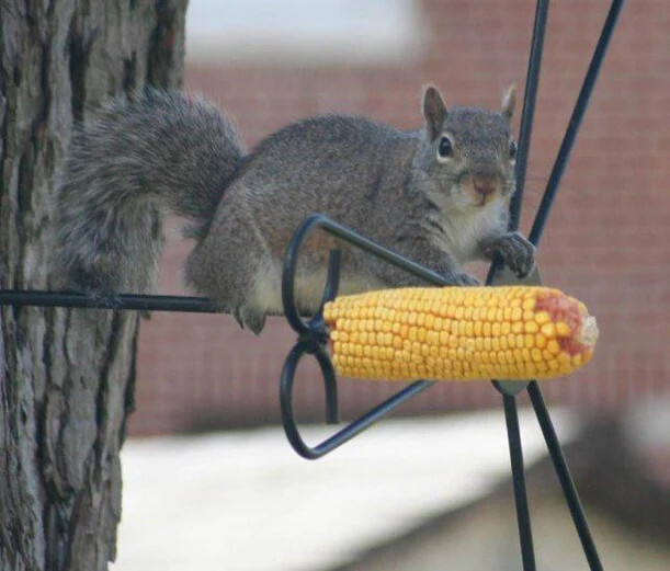 Squirrel Spinner Corn Cob Feeder